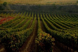 Bodegas Tobia Cuzcurrita de Río Tirón