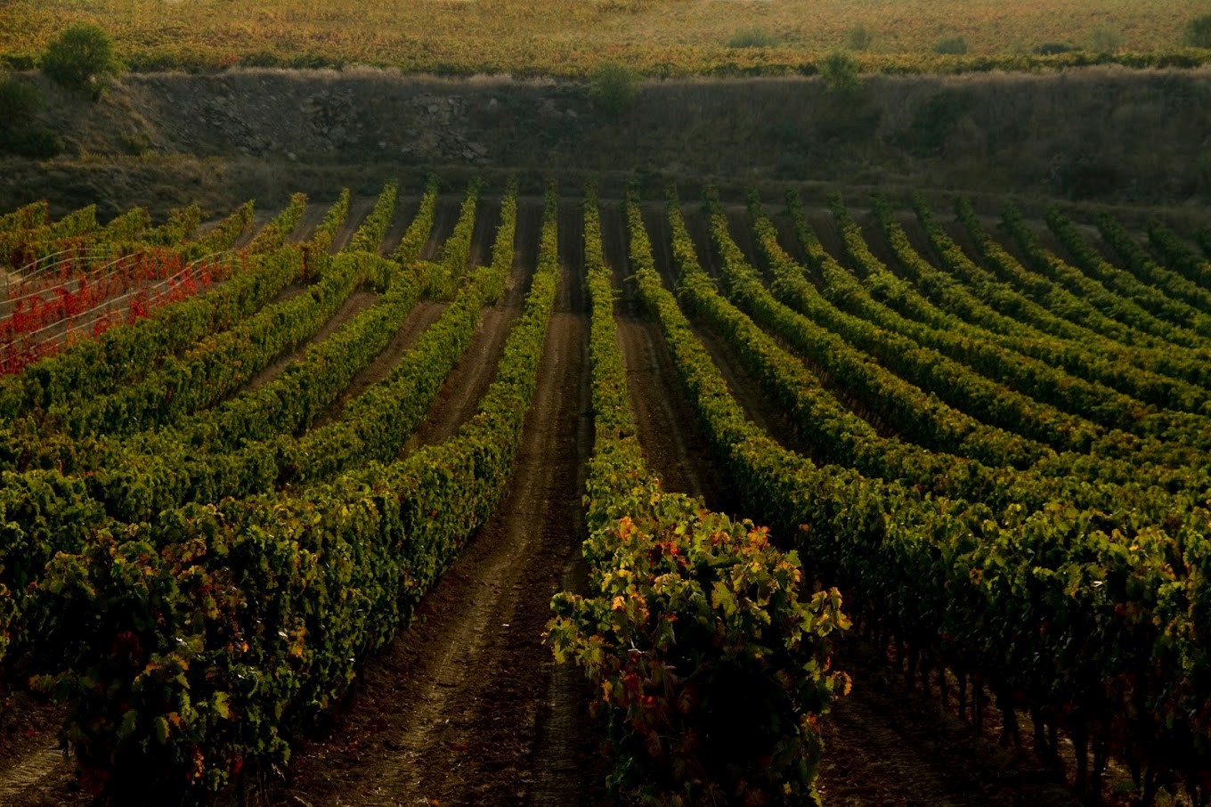 Bodegas Tobia Cuzcurrita de Río Tirón