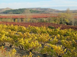 Bodegas Urbina Cuzcurrita de Río Tirón