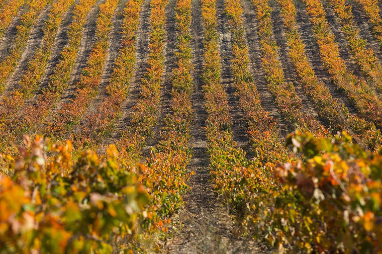 Bodegas Castillo de Cuzcurrita de Río Tirón Wineries